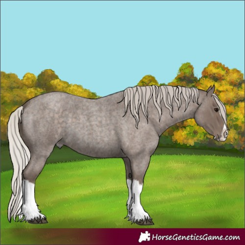Horse Color:Silver Blue Roan Splash