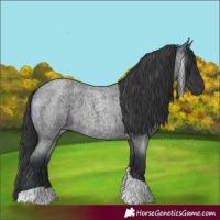 Horse Color:Blue Roan Tobiano