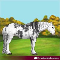 Horse Color:Black Sabino  and White Spotted Black Sabino 