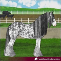 Horse Color:Black Sabino  and Black Sabino 