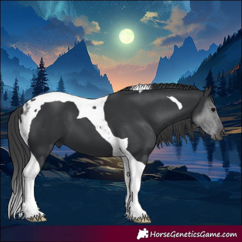 Horse Color:Black Tobiano 