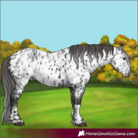 Horse Color:Black Near Leopard  and Gray Black Near Leopard 