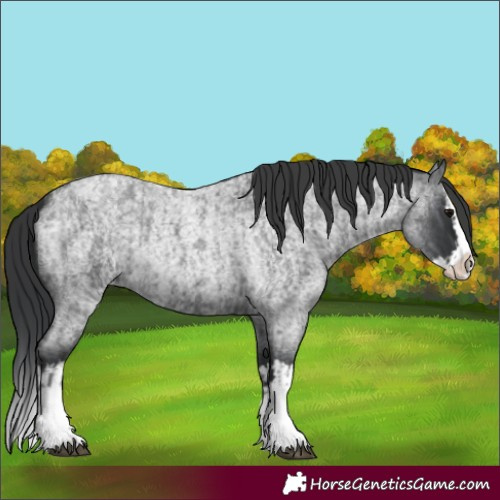 Horse Color:Blue Roan Splash  and Blue Roan Splash 