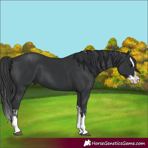 Horse Color:Black Splash  and Black Splash 