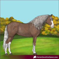 Horse Color:Silver Black Splash and Silver Black Splash Rabicano