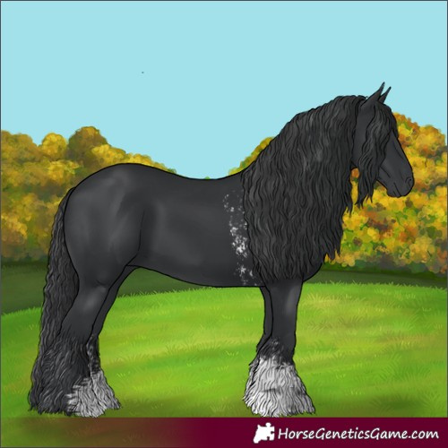 Horse Color:Black Sabino 