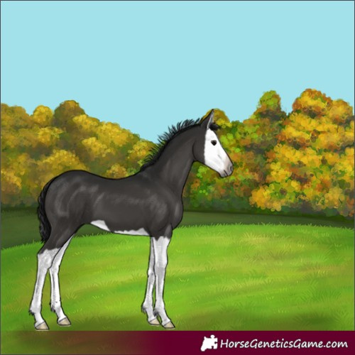 Horse Color:Gray Black Splash 