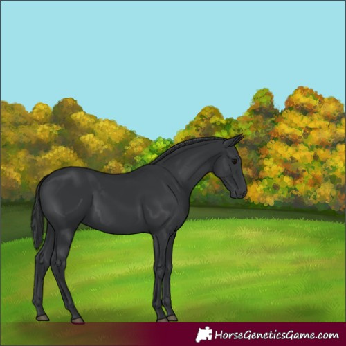Horse Color:Black 