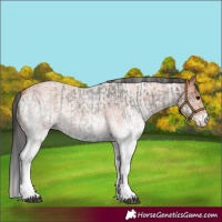 Horse Color:White Spotted Blue Roan Rabicano  and White Spotted Bay Roan Rabicano 
