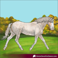 Horse Color:Cremello Roan Splash  and Gray Cremello Roan Splash 
