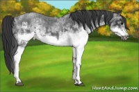 Horse Color:White Spotted Blue Roan Rabicano  and White Spotted Blue Roan Frame Rabicano 