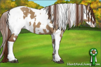 Horse Color:Red Dun and Red Dun Appaloosa