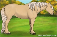 Horse Color:Palomino