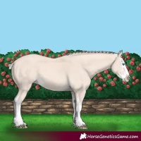 Horse Color:Cremello Splash  and Cremello Splash 