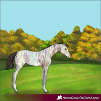 Horse Color:White Spotted Bay Ice Sabino