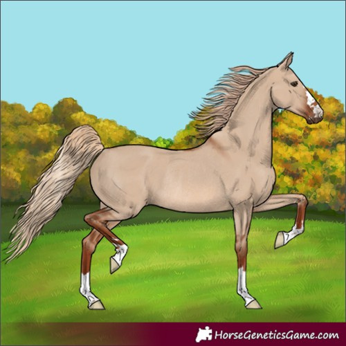 Horse Color:Red Dun Rabicano