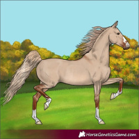 Horse Color:Red Dun Rabicano 