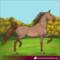 Horse Color:Red Dun Rabicano