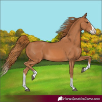 Horse Color:Chestnut Splash