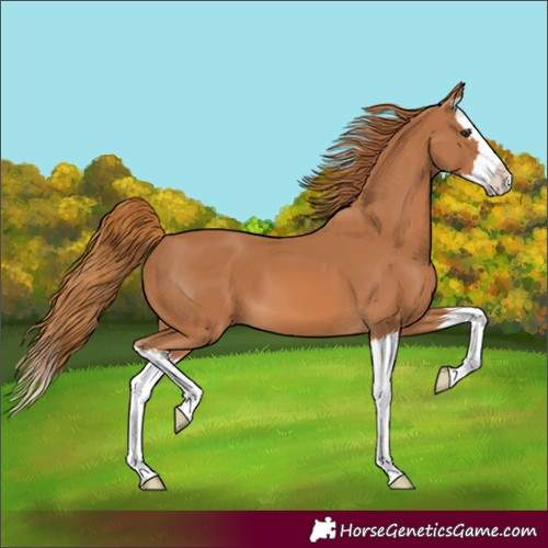 Horse Color:Chestnut Splash 