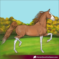 Horse Color:Chestnut Splash
