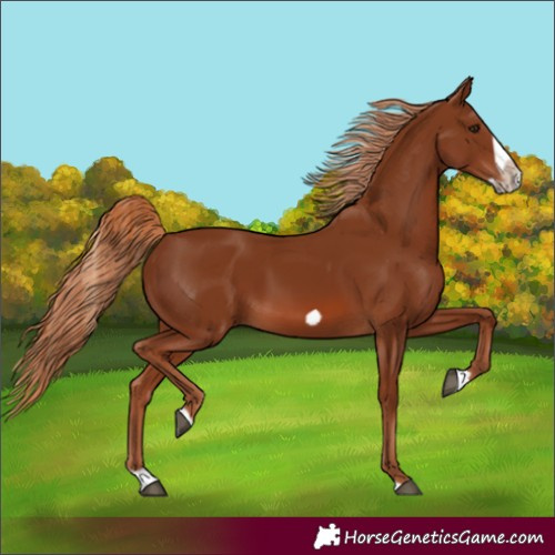 Horse Color:Chestnut Splash Frame