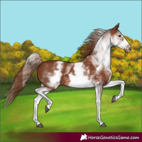 Horse Color:White Spotted Chestnut Frame
