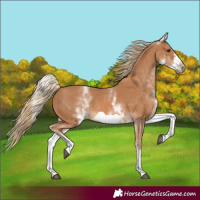 Horse Color:White Spotted Chestnut Frame 