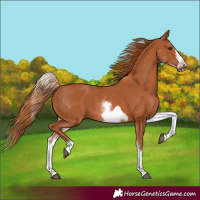 Horse Color:White Spotted Chestnut Frame 