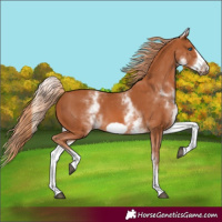 Horse Color:White Spotted Chestnut Frame 