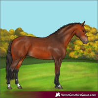 Horse Color:Bay 