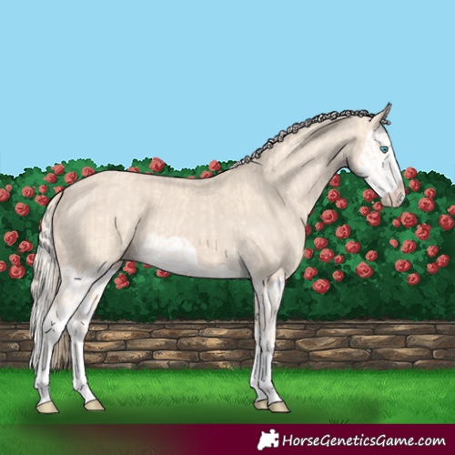 Horse Color:Cremello Splash  and Smoky Creme Splash 