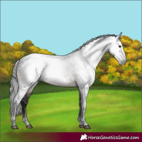 Horse Color:Gray Bay 