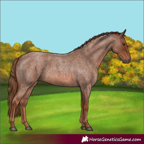 Horse Color:Red Roan 
