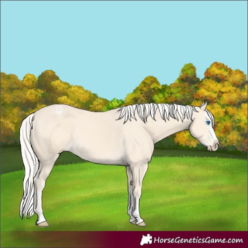 Horse Color:Cremello Splash and Cremello Splash Appaloosa
