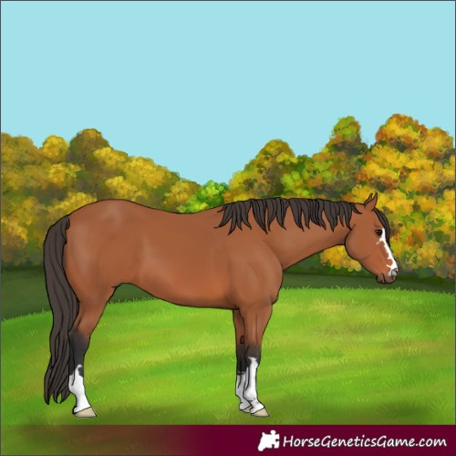 Horse Color:Bay 