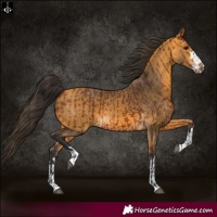 Horse Color:Bay  and Buckskin 