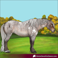 Horse Color:White Spotted Silver Brown Roan 