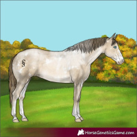 Horse Color:White Spotted Smoky Black Pearl Sabino 
