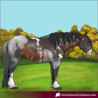 Horse Color:White Spotted Brown Sabino 