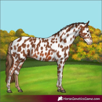 Horse Color:Chestnut Appaloosa 