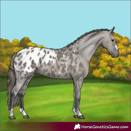Horse Color:Grullo Appaloosa 