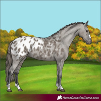Horse Color:Grullo Appaloosa