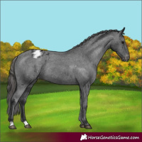 Horse Color:Black Appaloosa Rabicano 