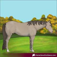 Horse Color:Classic Cream Champagne 