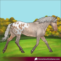 Horse Color:Silver Brown Dun Blanket 