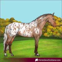 Horse Color:Silver Brown Dun Appaloosa