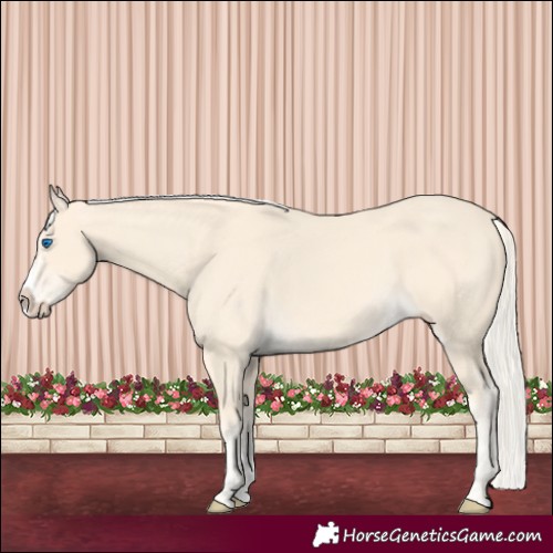 Horse Color:Cremello Splash  and Cremello Splash 