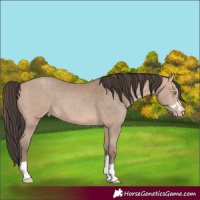 Horse Color:Amber Champagne 