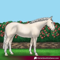 Horse Color:Cremello Splash and Palomino Pearl Splash